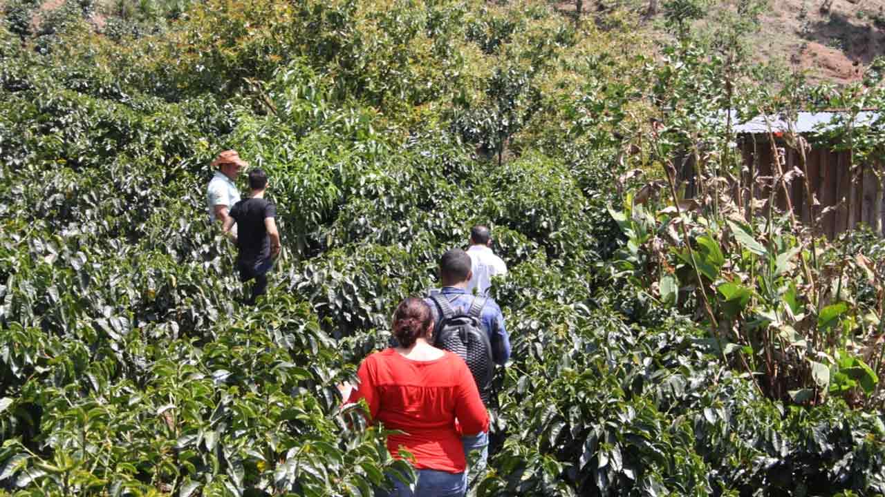 Single Origin Plantage in Kolumbien